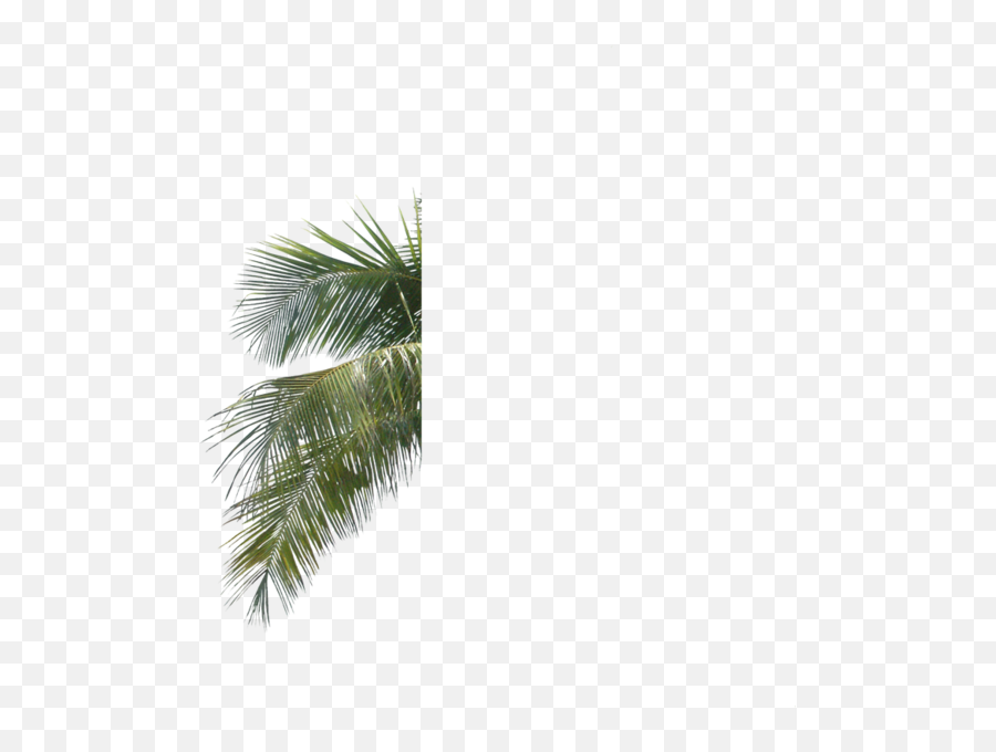 Download Palm Tree Leaf Branch Png - Palm Tree Leaves Psd Pine Tree Leaves Psd,Palm Tree Leaves Png