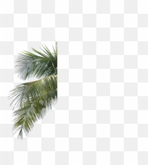 Download Palm Tree Leaf Branch Png - Leaves Psd Pine