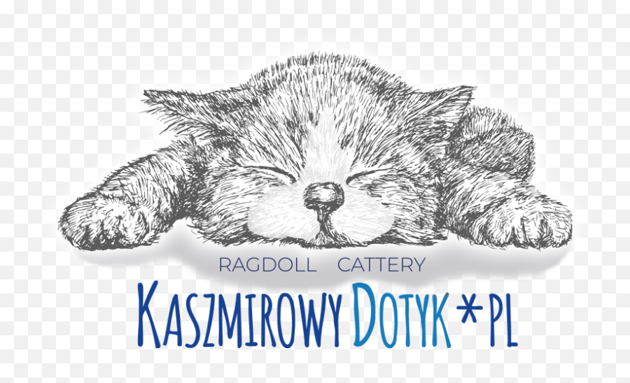 Ragdoll Cattery 2018 - Kitten Png,Ragdoll Logos