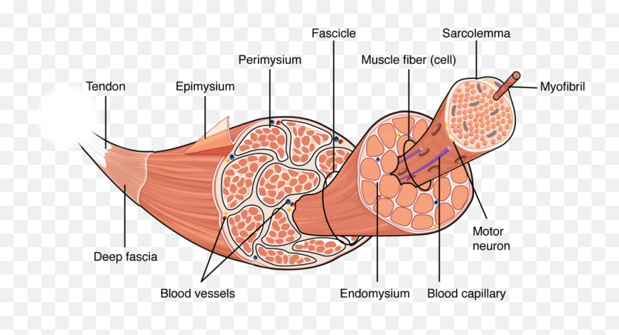 Muscular Tissue Diagram Quizlet - Skeletal Muscle Cartoon Png,Muscle Vector Icon