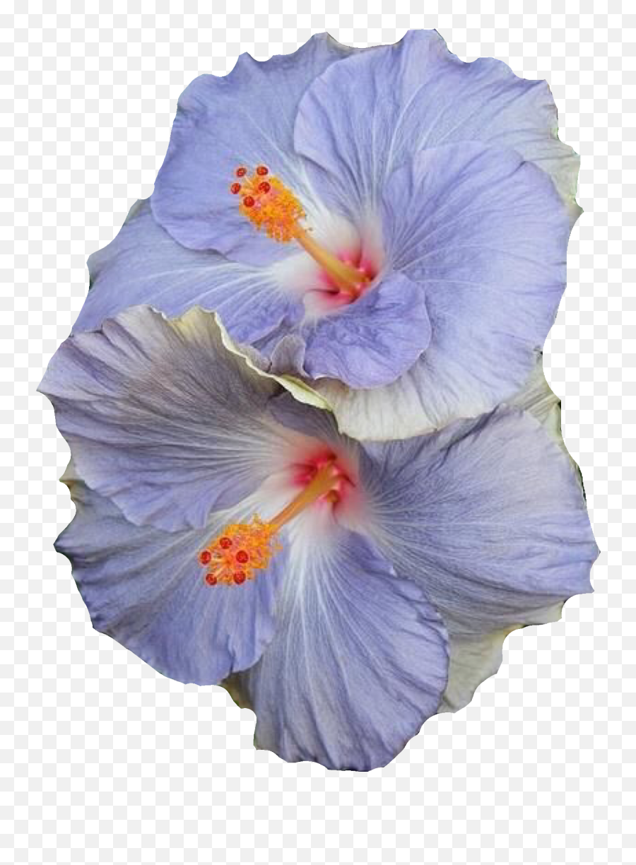 Blue Flowers Polyvore Moodboard Filler - Flower Png Polyvore,Blue Flowers Png