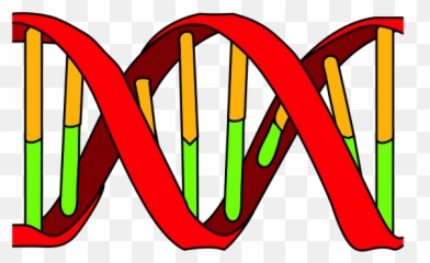 From Molecules To Populations Describing Diversity Using - Language png