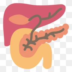 Pancreas - Png