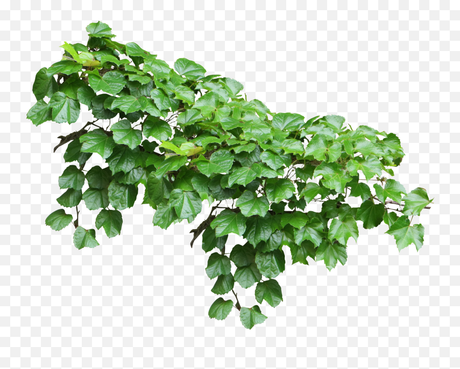 Ivy Vine Plant - Transparent Ivy Plant Png,Plant Png