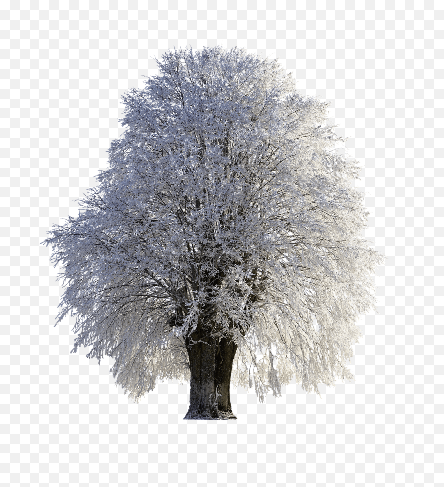 Tree Full Of Snow Transparent Png - Transparent Background Winter Trees Png,Transparent Snow