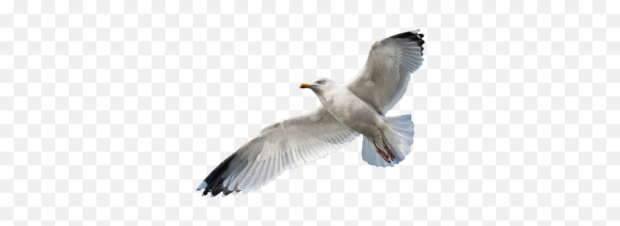 Gull Pest Control Covering The South Wes 342931 - Png Seagulls With No Background,Seagull Png
