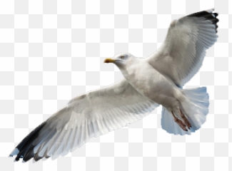 Gull Pest Control Covering The South Wes 342931 - Png Seagulls With No Background,Seagull Png