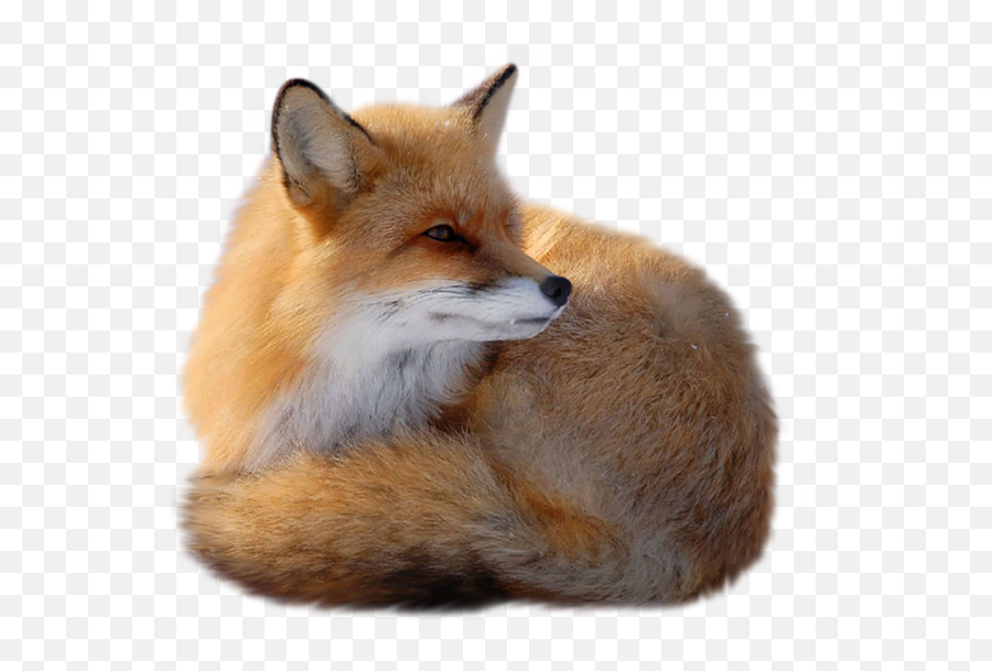 Fox Png Transparent Free Images - Fox Png,Fox Png