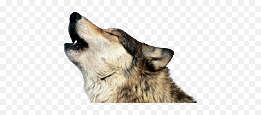 Wolf Howling Transparent Background - Wolf Howling Transparent Png,Howling Wolf Png