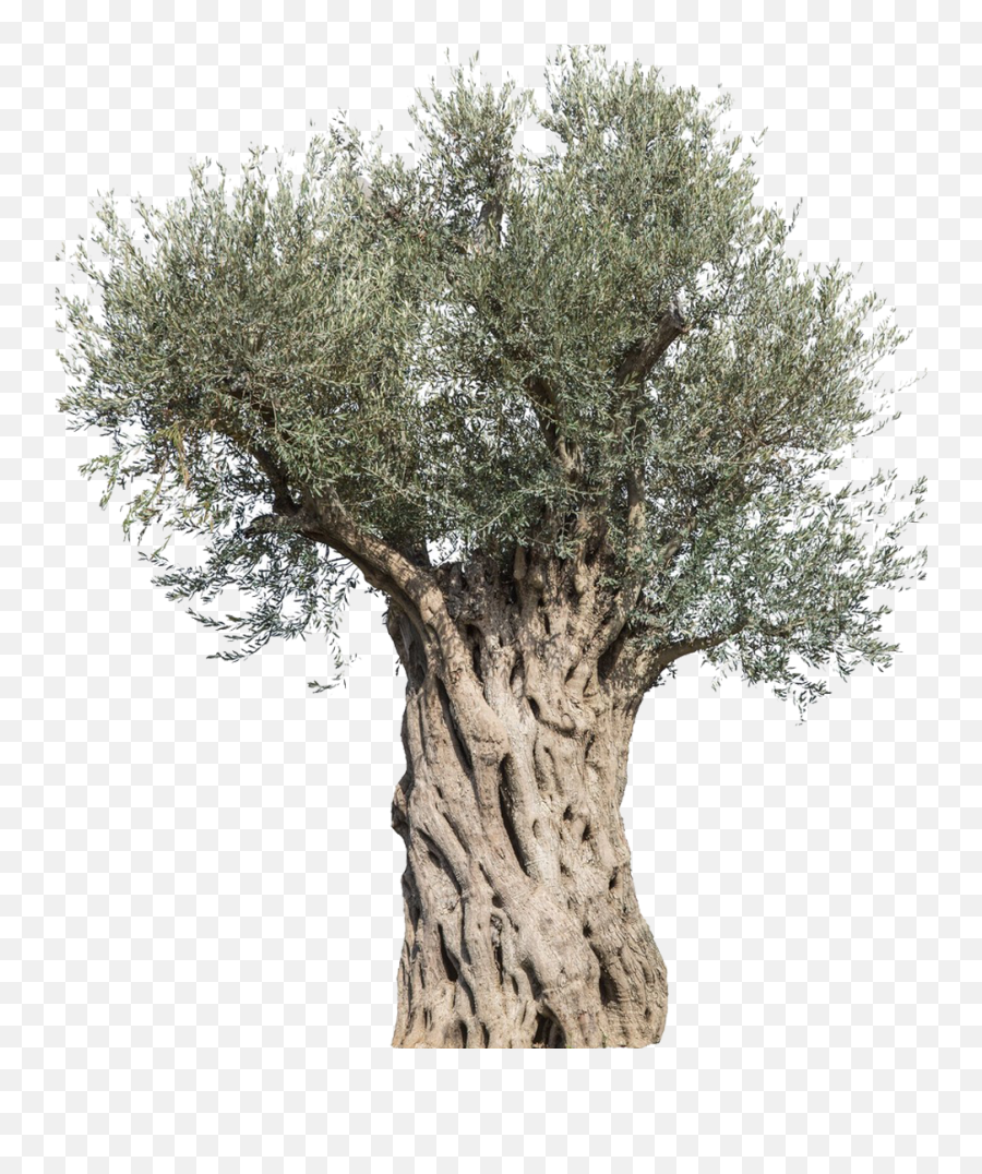 Tree Mediterranean Cuisine Branch - Transparent Old Olive Tree Png,Olive Tree Png