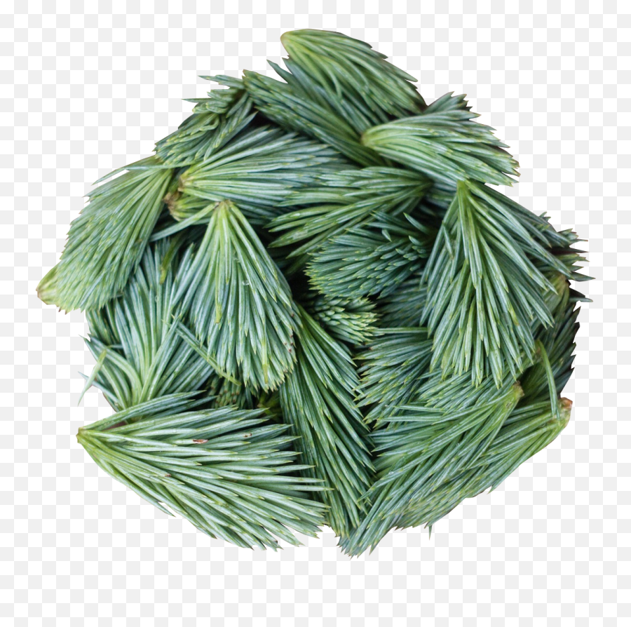 Pine Leaves Png Transparent Image - Pngpix Pine Leaves,Weed Leaf Png