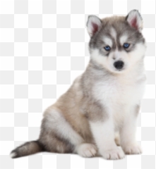 Download Free Png Image - Cute Husky Transparent Background