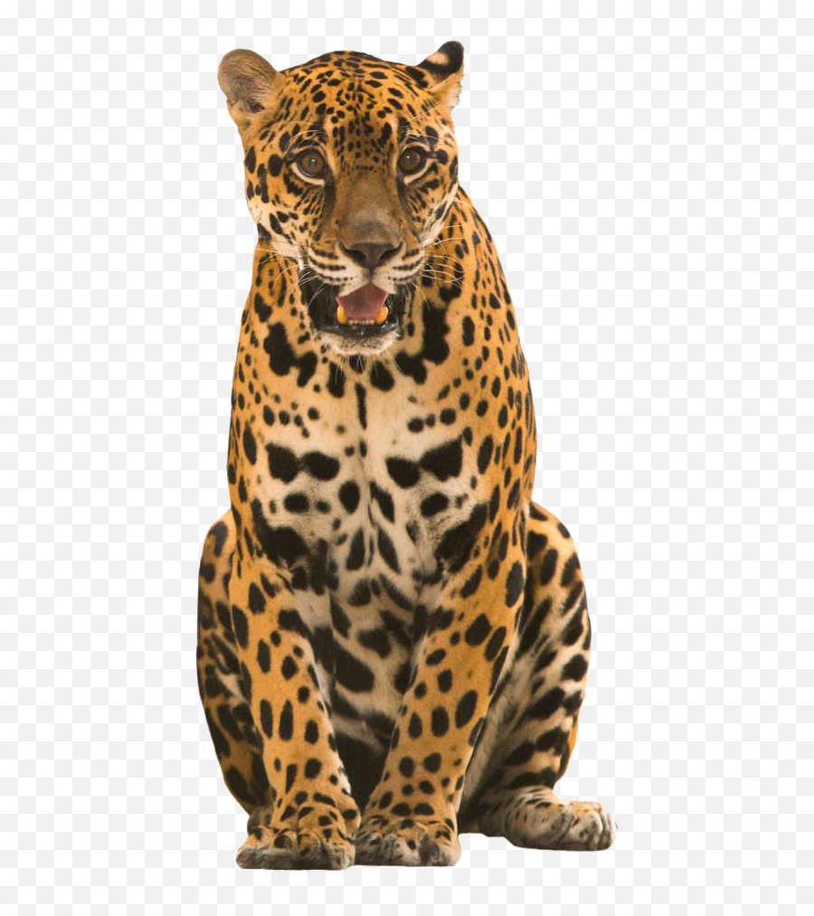 Png Images Transparent Background - Jaguar Png Transparent,Jaguar Png