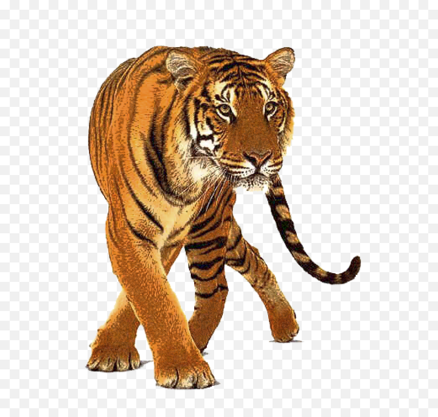 Tigers Png 2 Image - Png Images Download Free,Tigers Png