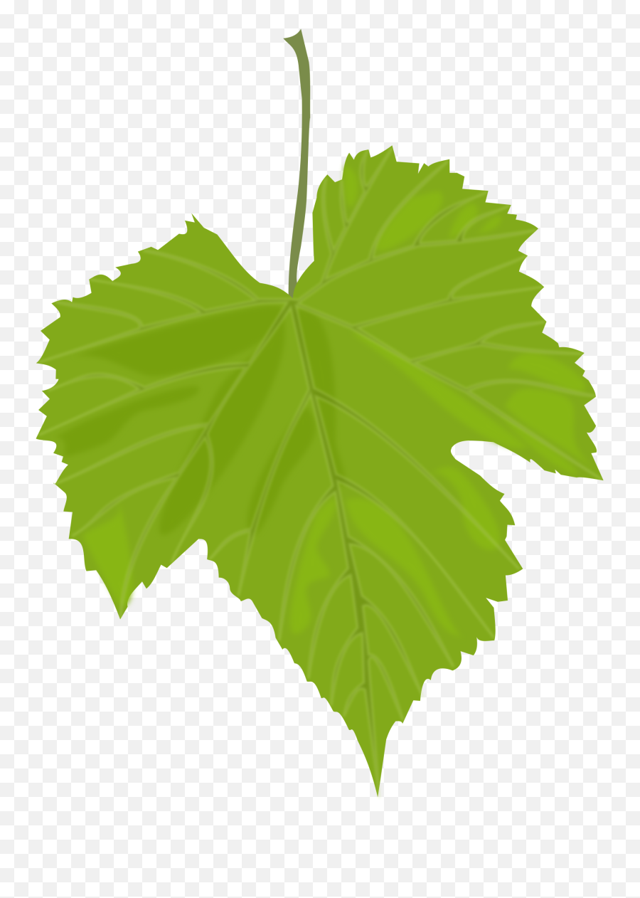 Leaves Clipart Birch Leaf - Leaves Of Grapes Plant Png,Fall Leave Png