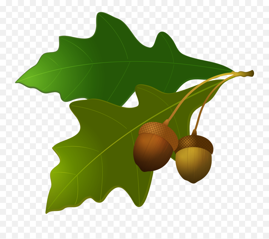 Acorn Png Image Free Picture Download - Transparent Background Oak Leaves Clipart,Fall Clipart Png