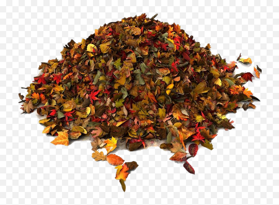 Pile Of Autumn Leaves Png File - Pile Of Autumn Leaves Png,Autumn Leaves Png