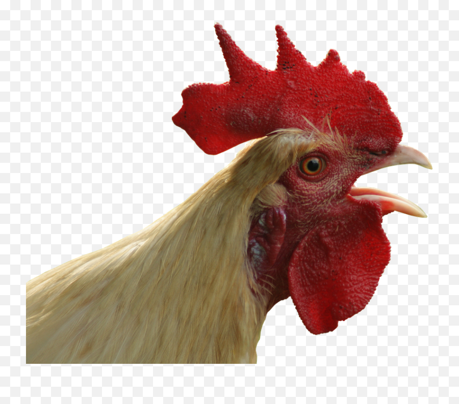 Chicken Head Png 4 Image - Chicken Head Transparent Background,Chicken Head Png
