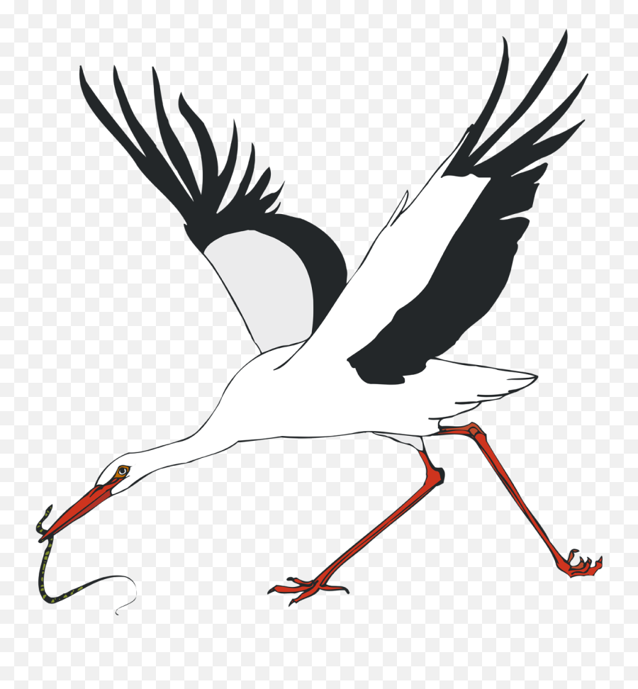 White Stork Water Bird Crane - Stork Png Download 1158 White Stork,Stork Png