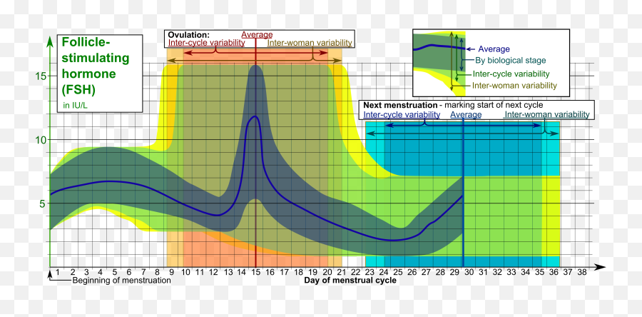 Filfollicle - Stimulating Hormone Fsh During Menstrual Fsh Hormone Png,Next Png