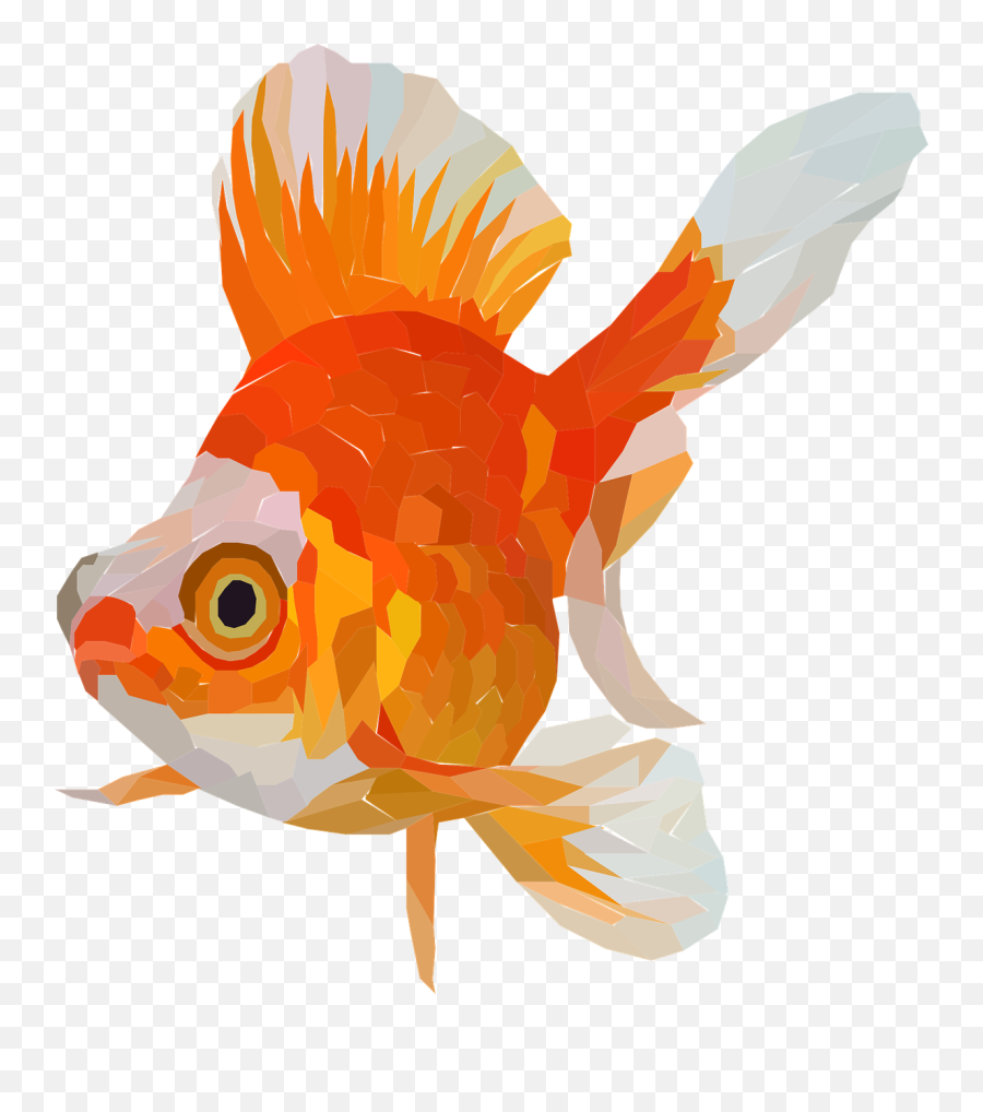 Goldfish Fish Tail Animal - Free Vector Graphic On Pixabay Ikan Mas Koki Vektor Png,Goldfish Transparent Background
