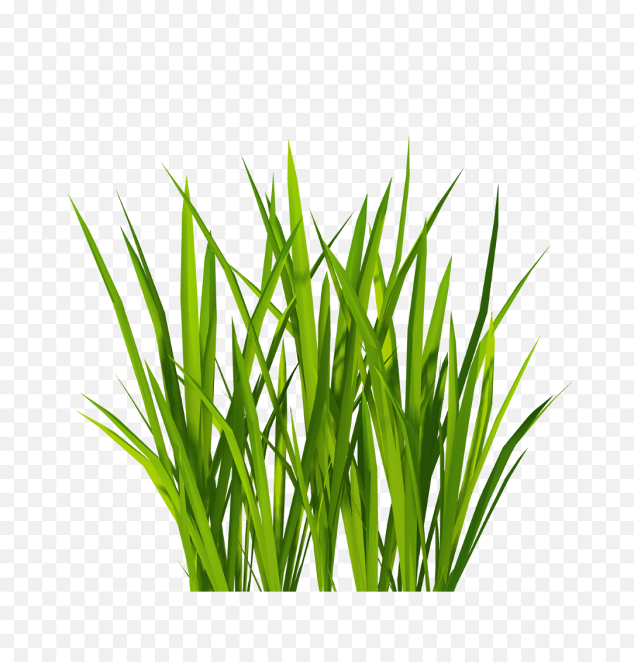 Tall Grass Texture Png 2 Image - Green Grass Png,Tall Grass Png