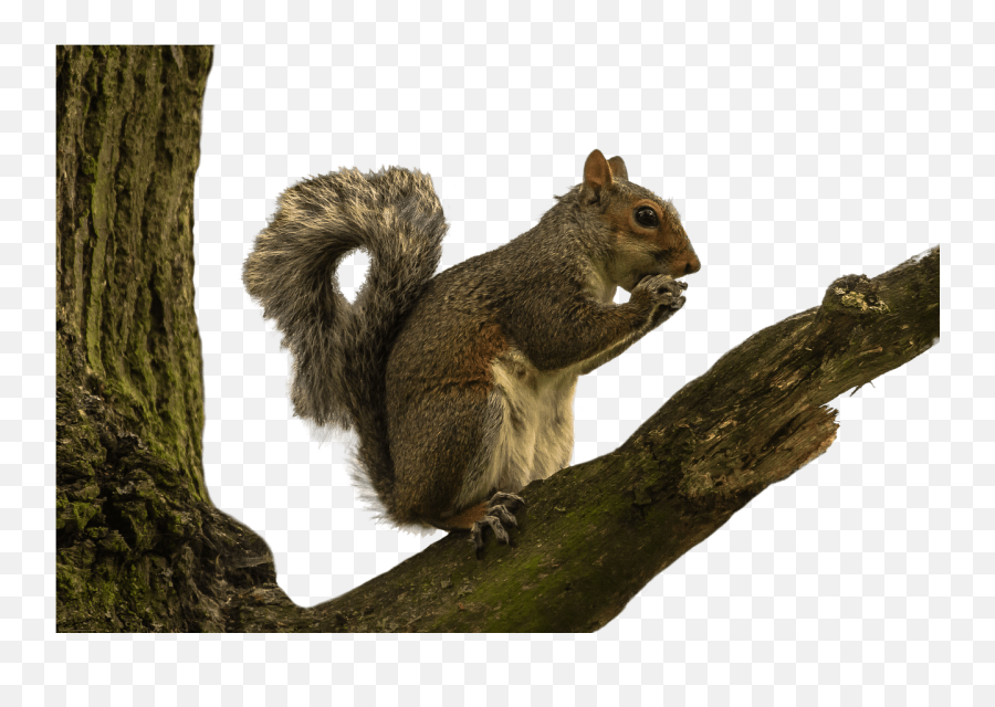 Squirrel - Stickpng Squirrel In Tree Png,Branch Transparent