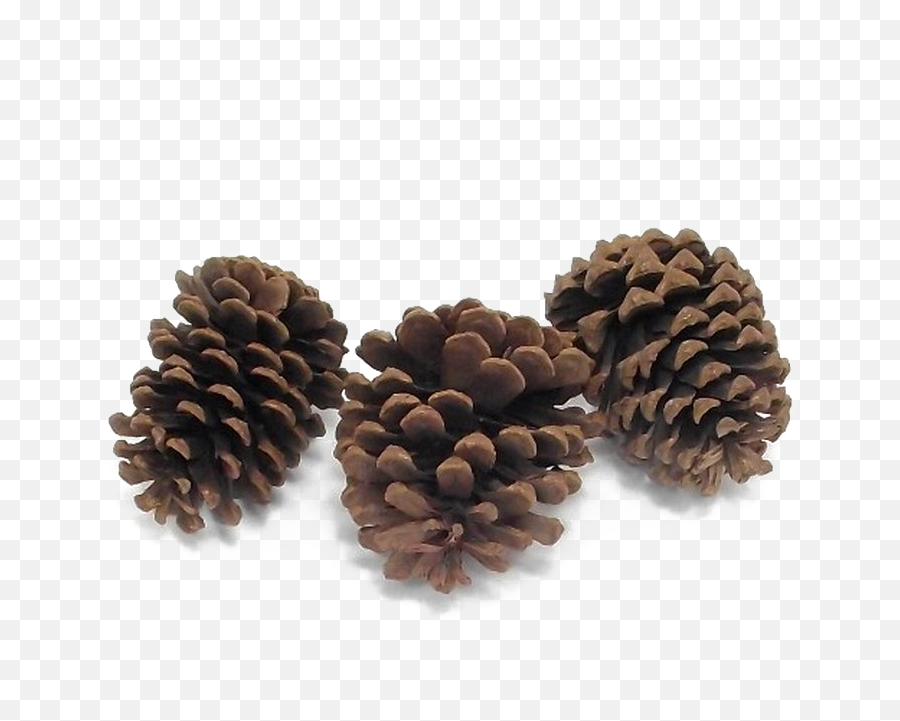 Pine Cone Png High - Quality Image Png Arts Mexican Pinyon,Pine Cone Png
