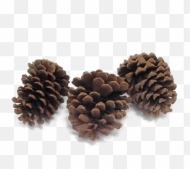 Pine Cone Png High - Quality Image Png Arts Mexican Pinyon,Pine Cone Png