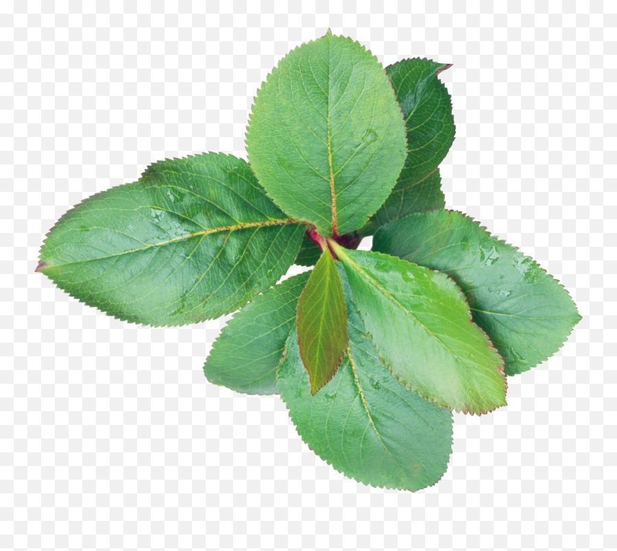 Green Leaf Png - Portable Network Graphics,Green Leaves Png