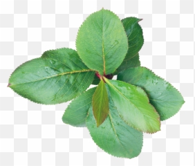 Green Leaf Png - Portable Network Graphics,Green Leaves Png