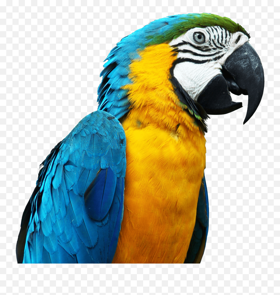 Sideview Parrot Transparent Png - Parrots Png,Parrot Transparent