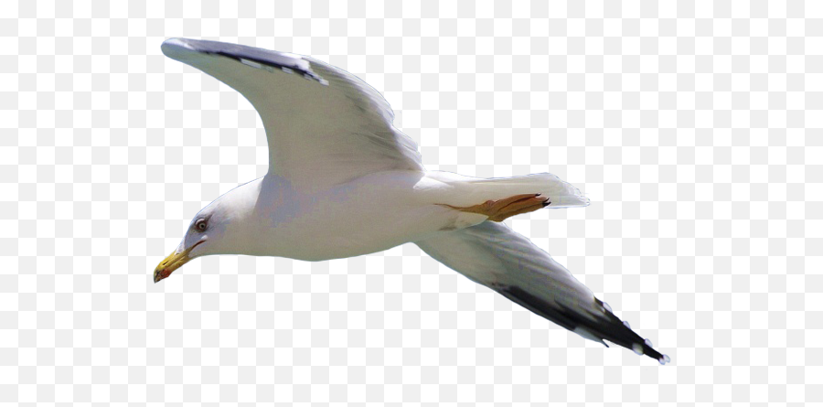 Gull Png - Seagull Flying Png,Fly Png