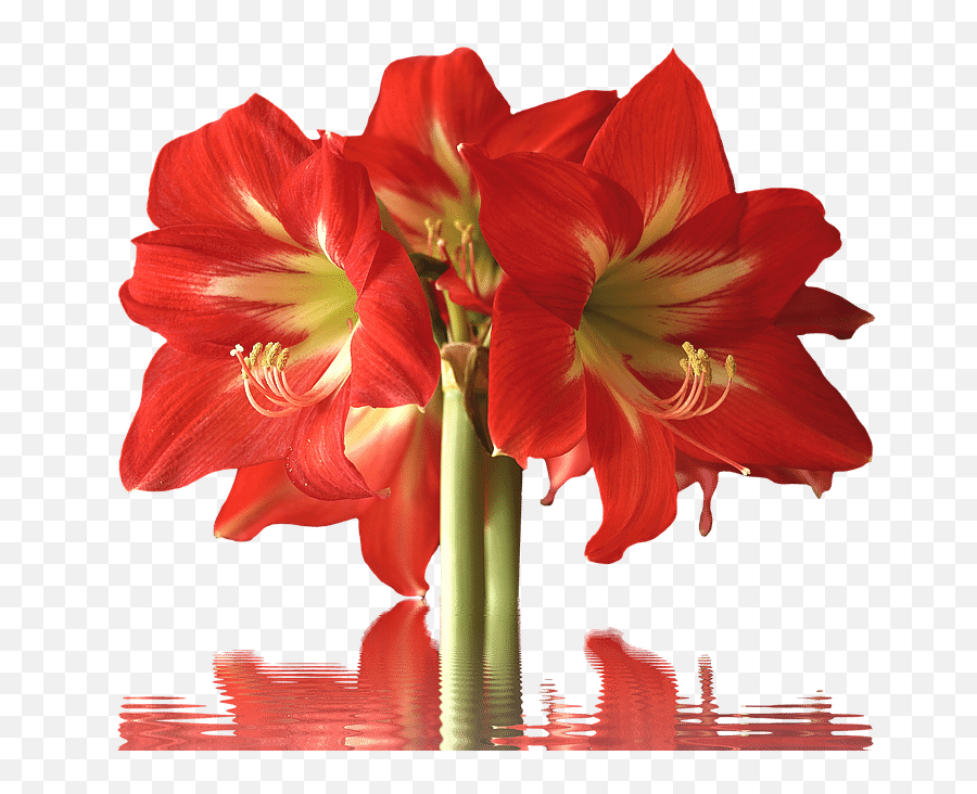 40 Types Of Red Flowers With Pictures Flower Glossary - Red Flower Long Stem Png,Red Flower Transparent