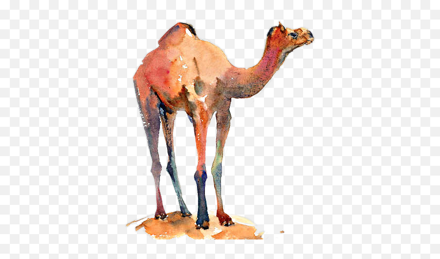 Camel Sticker By - Animal Figure Png,Camel Transparent Background