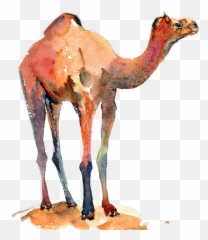 Camel Sticker By - Animal Figure png
