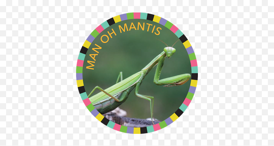 Download Man Oh Mantis Image - Praying Mantis Png,Praying Mantis Png
