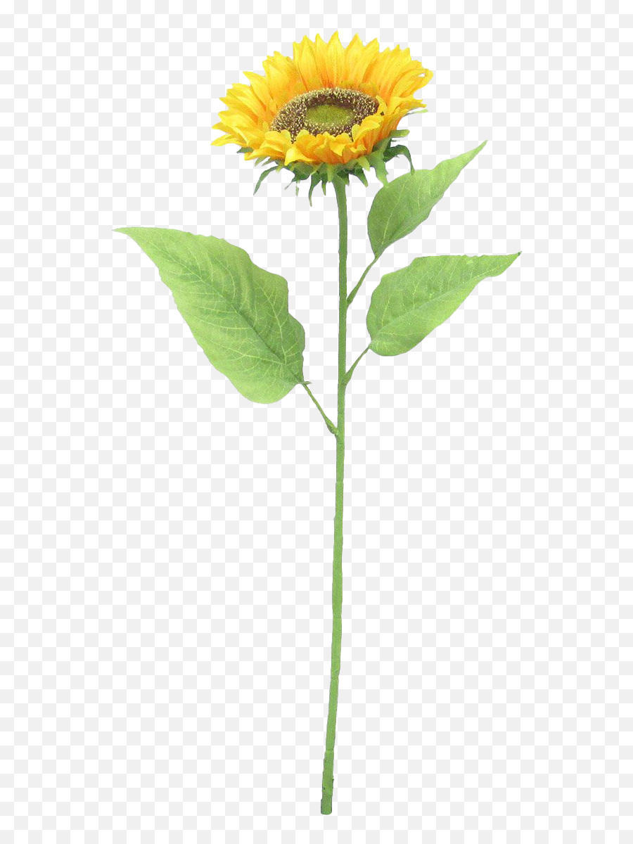 Sunflower Png Hd Quality Real - Does A Flower Stem Look Like,Sunflowers Png