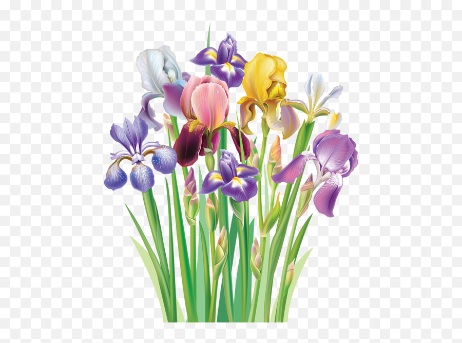 Irises Png Clipart Image - Iris Flower Clip Art,Iris Flower Png