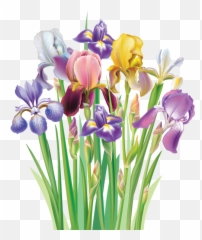 Irises Png Clipart Image - Flower Art