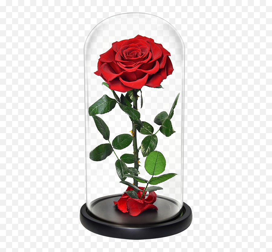 Venta Al Por Mayor Rosas Rojas Grandes - Compre Online Los Lovely Png,Rosas Rojas Png