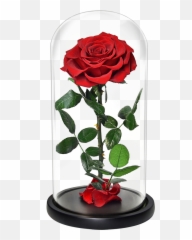 Venta Al Por Mayor Rosas Rojas Grandes - Compre Online Los Lovely Png,Rosas Rojas Png