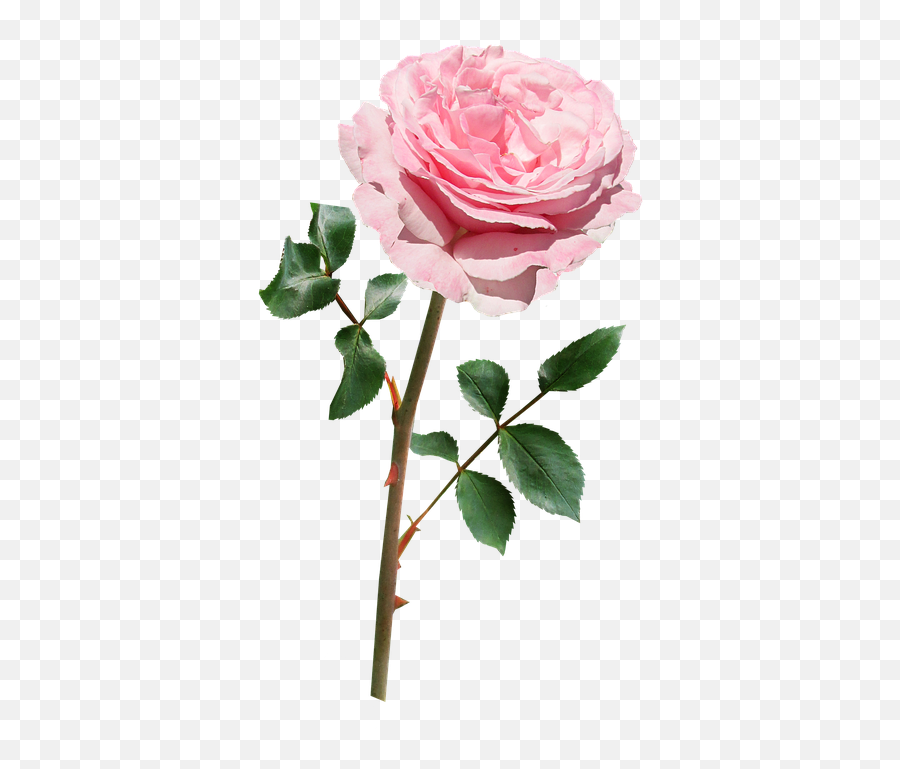 Flower Stem Png - Pink Flower With Stem Clip Art,Stem Png