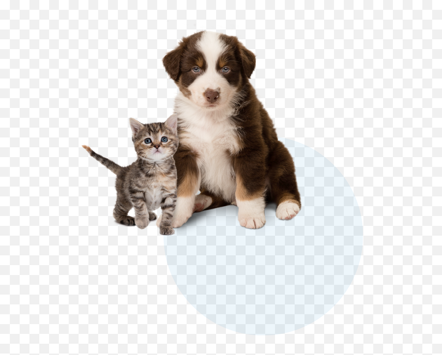 Comparing Milk Replacers Petag En - Us Domestic Cat Png,Australian Shepherd Icon