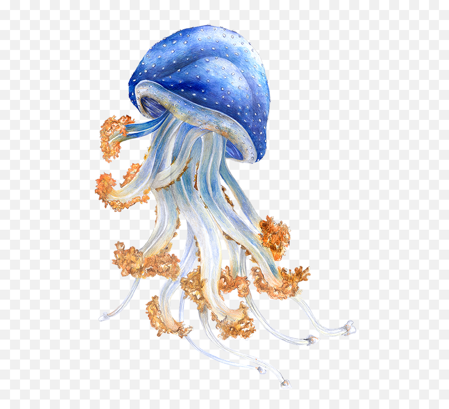 Australian Jellyfish Im Zoo Rostock Erleben - Illustration Png,Transparent Jellyfish