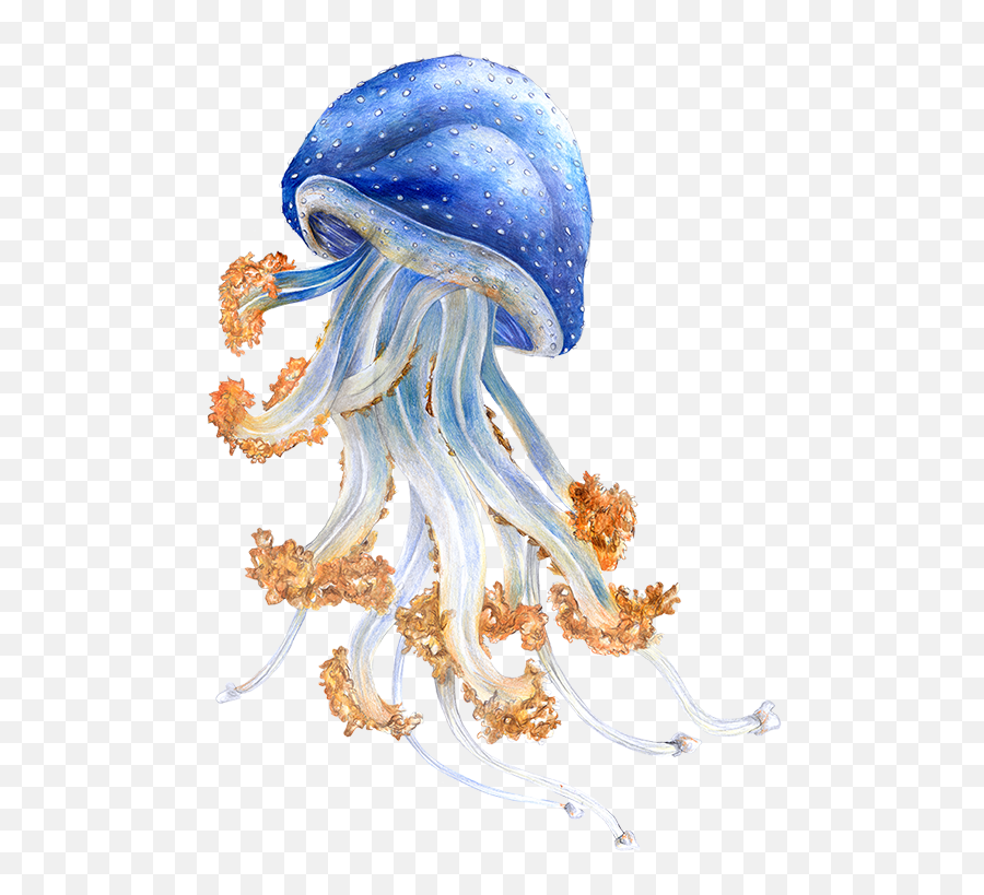 Australian Jellyfish Im Zoo Rostock Erleben - Illustration Png ...