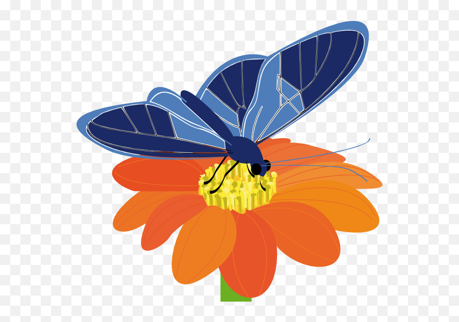 Library Of Butterfly - Butterfly On A Flower Clip Art,Blue Butterflies Png