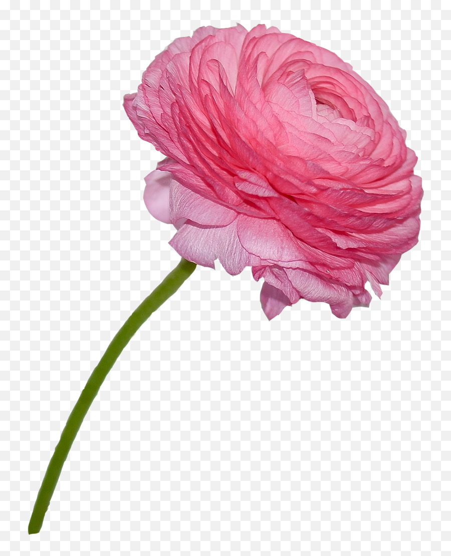 Buttercuprosaflowernaturetransparent Background - Free Rosas Com Fundo Transparente Png,Floral Transparent Background
