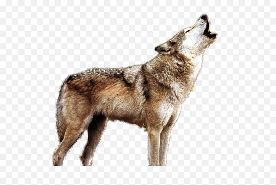 Hd Howling Wolf Png - Wolf Howling Png,Howling Wolf Png
