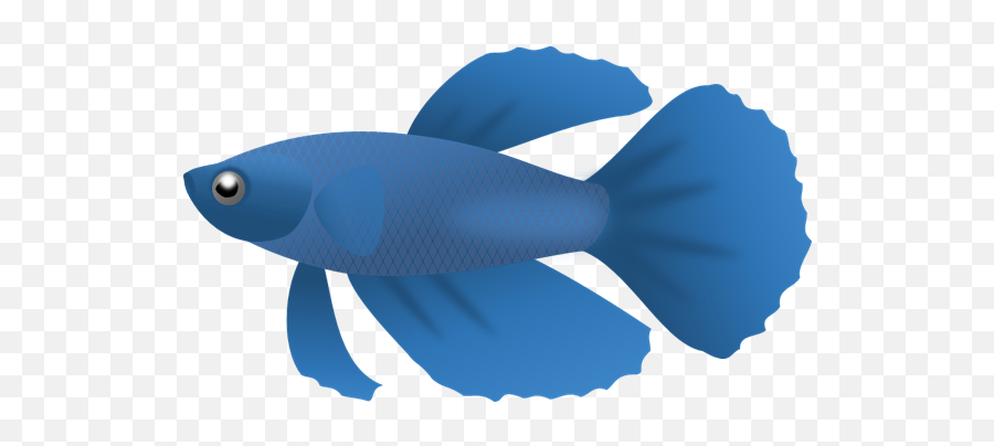 Download Blue Fish Png Clipart